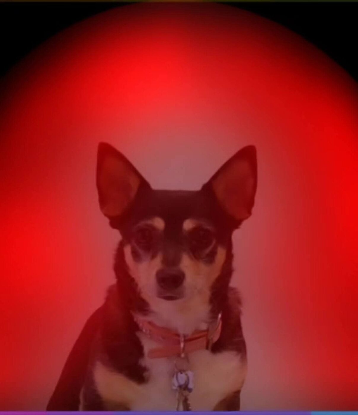 Chihuahua surrounded by a red aura portrait