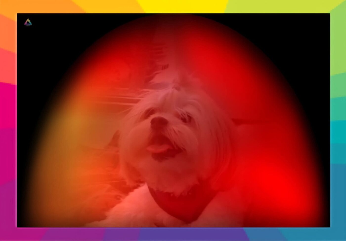 Dog surrounded by a bright red aura portrait